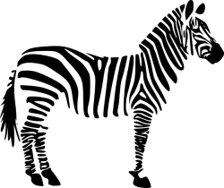 Zebra 