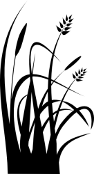 Gras XL