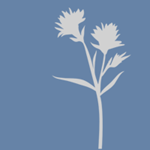 Blume 