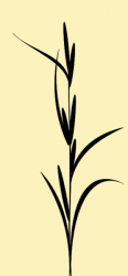 Grashalm 