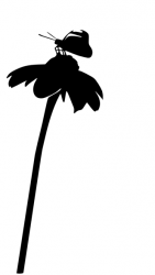 Schmetterlingsblume 