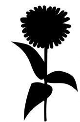 Gänseblümchen M