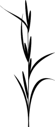 Grashalm 